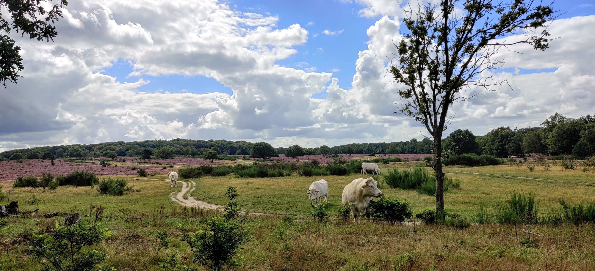 Natuurbegraafplaats Hilversum